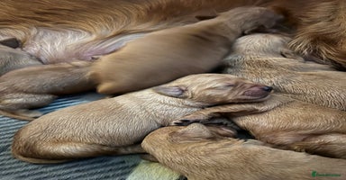 Golden Retriever dogs - Advert 5