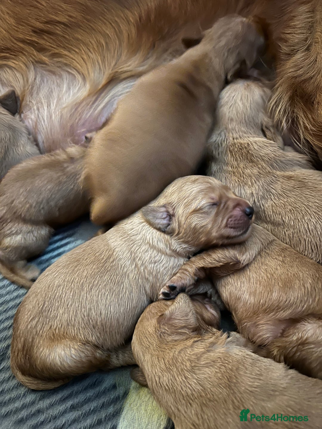 Golden Retriever dogs for sale: Tundra Retrievers KC Reg working Golden Retrievers - Image 3