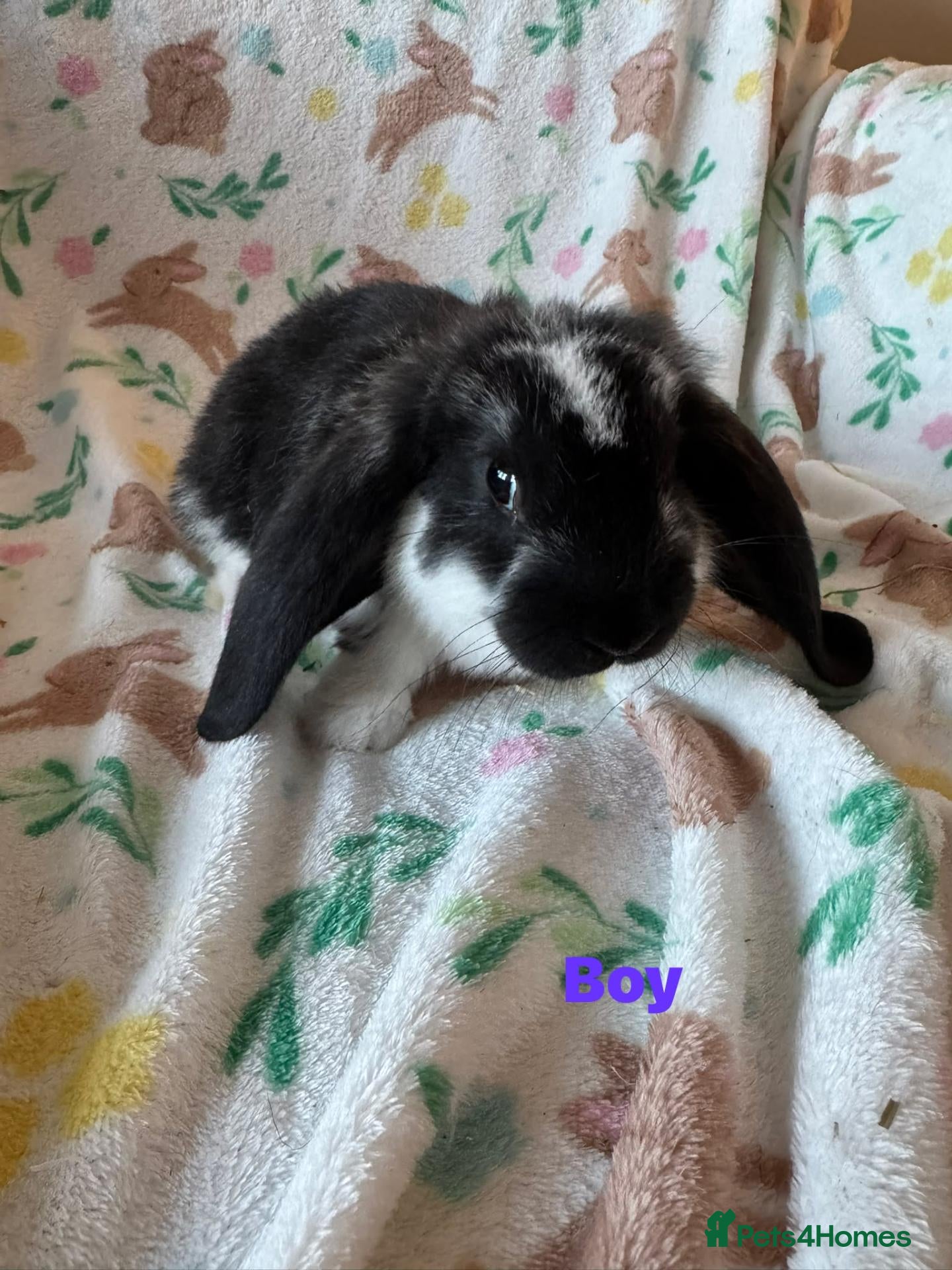 French Lop rabbits Adorable Giant french lops  - Advert 2