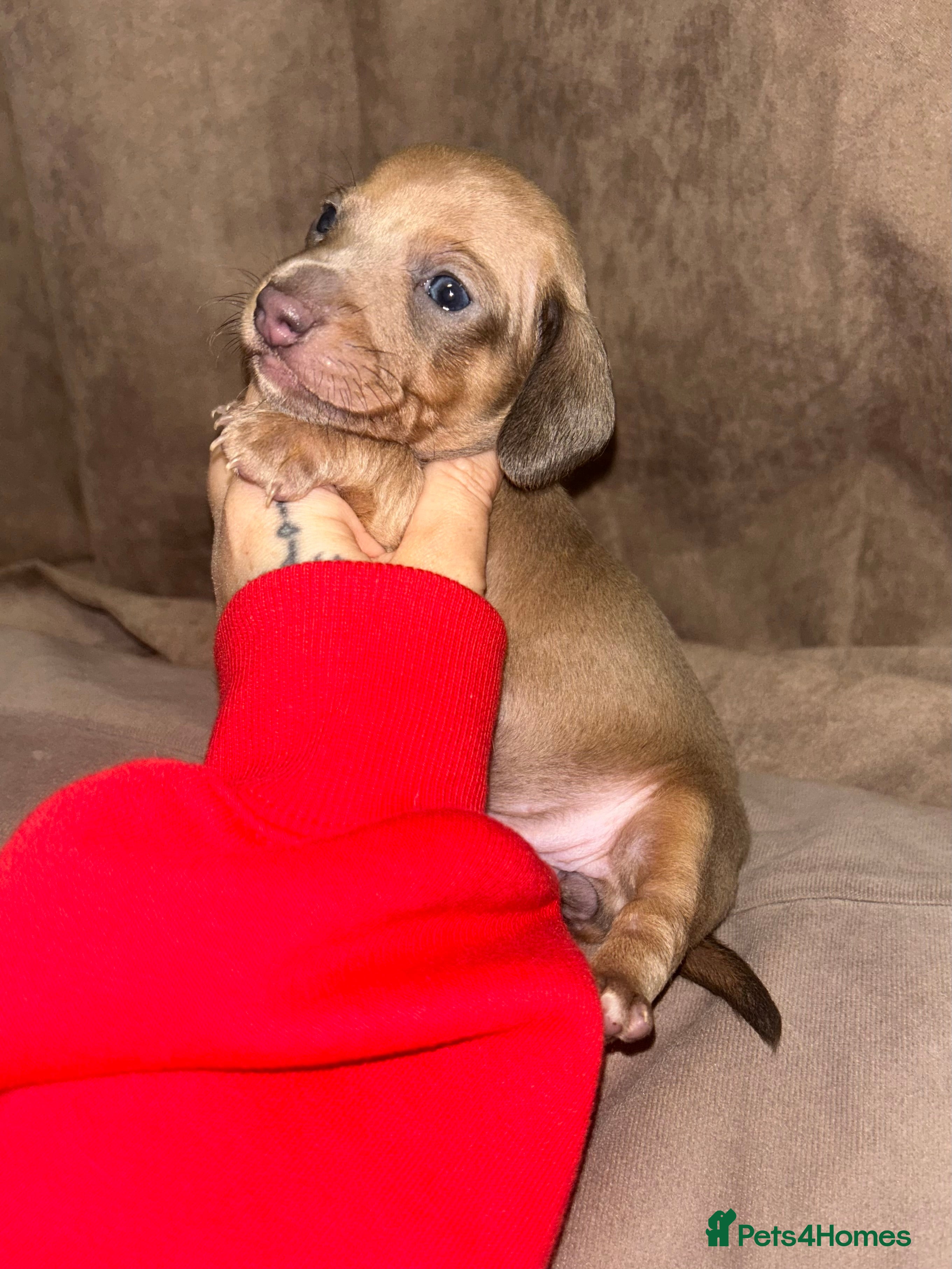 Miniature Dachshund dogs Tiny Kaninchen dachshunds  - Advert 6