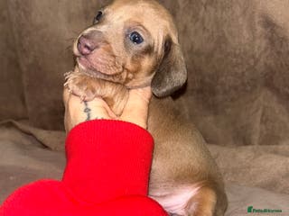 Miniature Dachshund dogs Tiny Kaninchen dachshunds - Advert 6