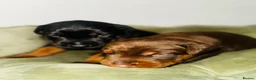 Dobermann dogs for sale: *Outstanding European Dobermanns for sale* - Advert 5