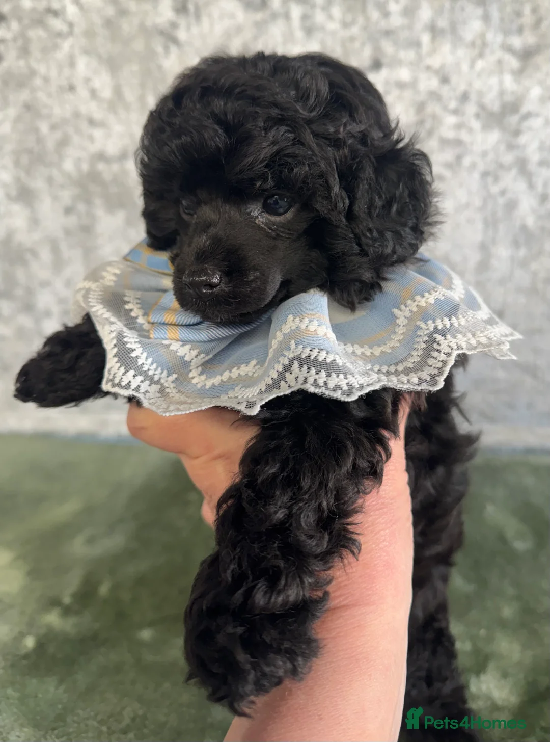 Toy Poodle dogs for sale: Toy poodle x Asian  - Advert 5