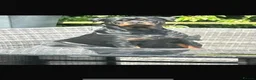 Rottweiler dogs for sale: German Rottweiler puppies  - Advert 2