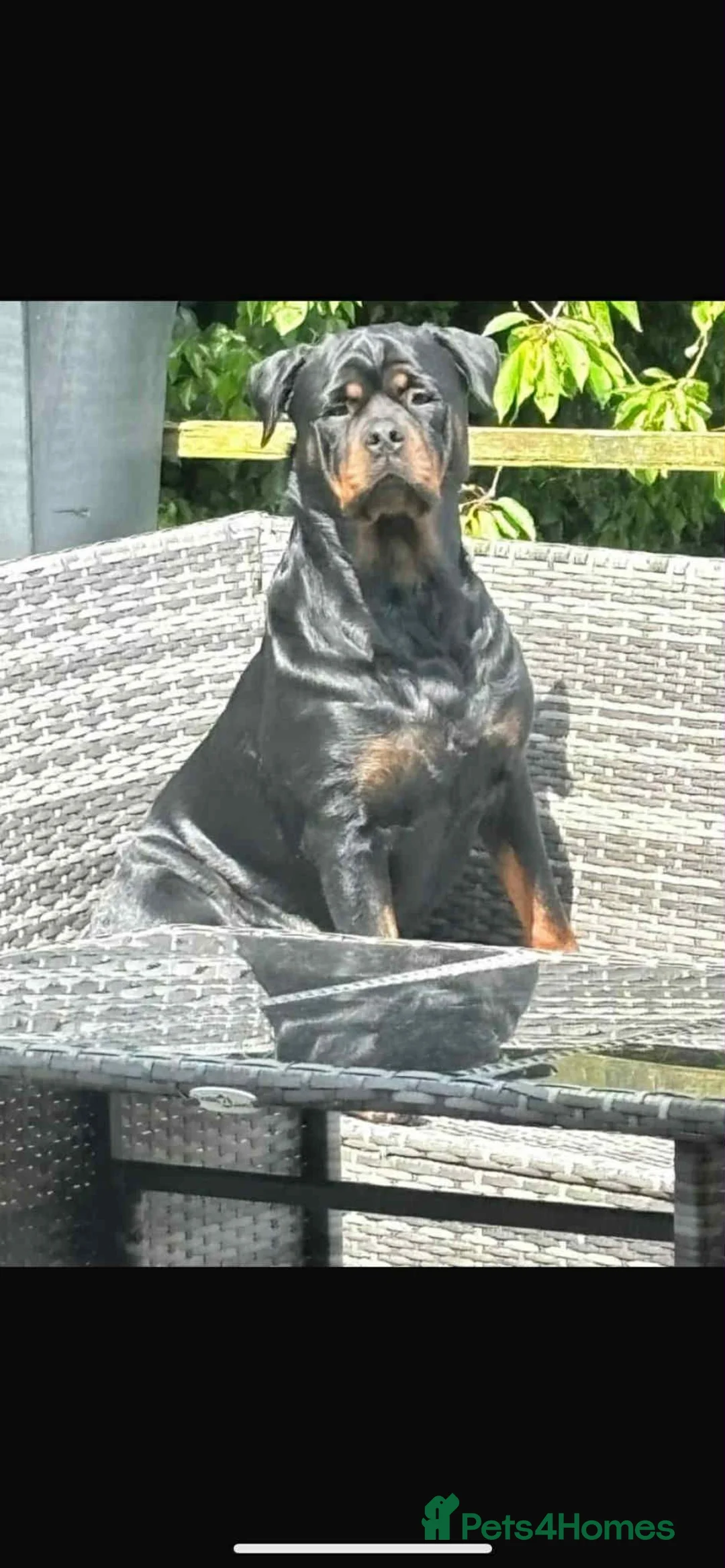 Rottweiler dogs for sale: German Rottweiler puppies  - Advert 2