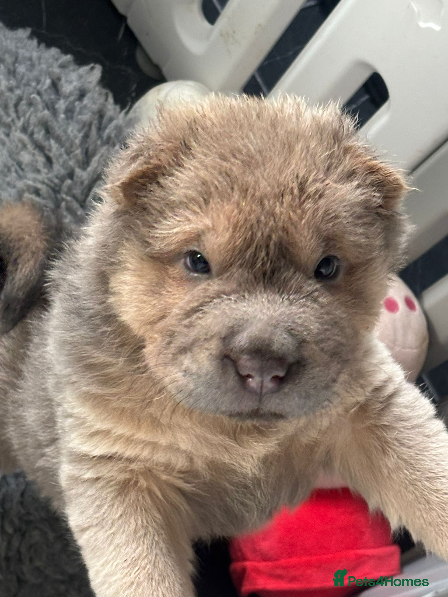 Shar Pei dogs Beautiful shar pei puppys  - Advert 16