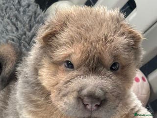 Shar Pei dogs Beautiful shar pei puppys - Advert 16