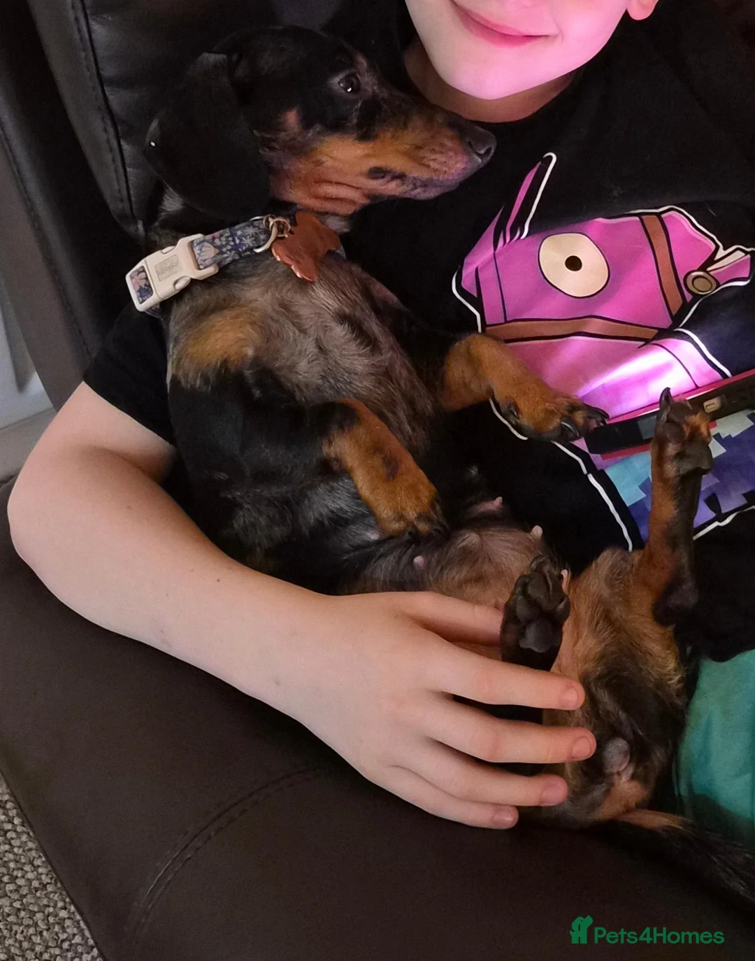 Miniature Dachshund dogs for sale: Very sad sale of my beautiful baby - Advert 2