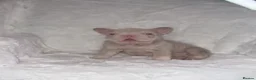 French Bulldog dogs for sale: Pink panther  - Advert 2