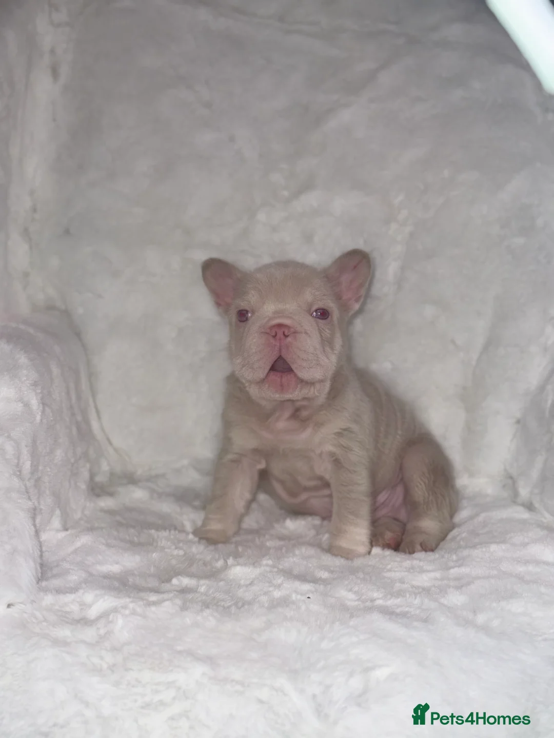 French Bulldog dogs for sale: Pink panther  - Advert 2