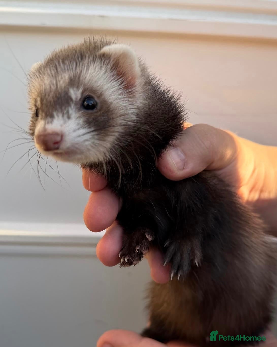Ferret rodents 1/2 micro ferret and full size ferret hobs  - Advert 2