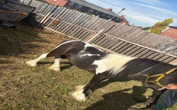 Irish Cob horses for sale: Randy  - Image 3