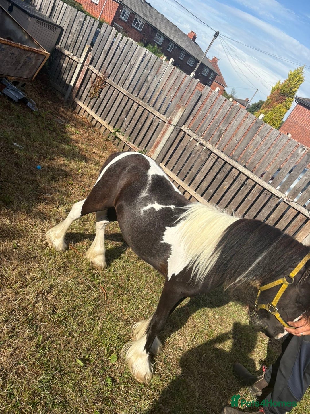 Irish Cob horses for sale: Randy  - Image 3