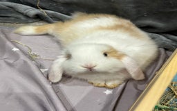 Mini Lop rabbits for sale: 2 beautiful mini lop girls available  - Image 4