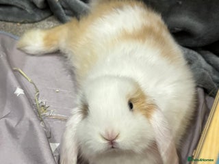 Mini Lop rabbits - Advert 2