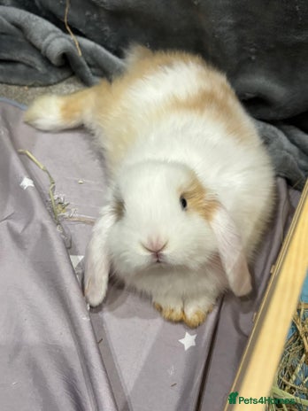 Mini Lop rabbits - Advert 2