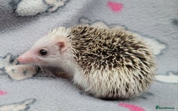 Pygmy Hedgehog rodents for sale: African Pygmy Hedgehog Hoglets  - Advert 5