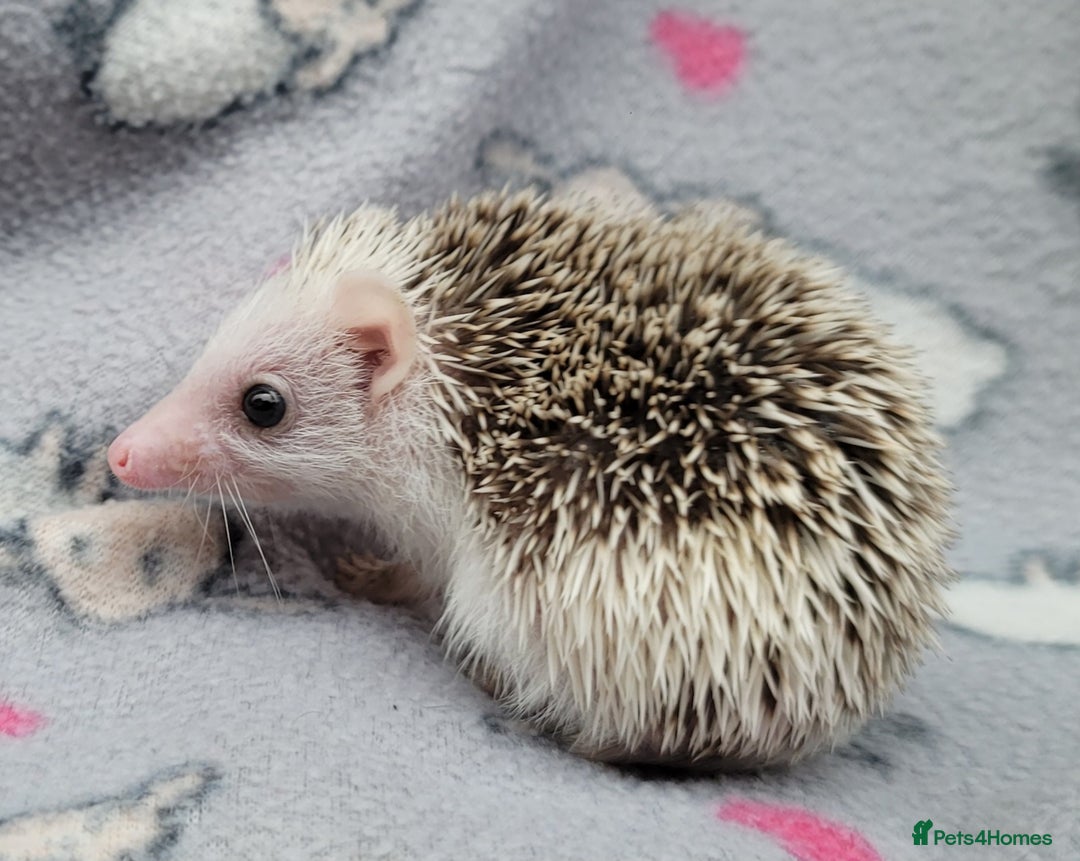 Pygmy Hedgehog rodents for sale: African Pygmy Hedgehog Hoglets  - Advert 5