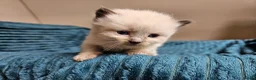 Ragdoll cats for sale: Ragdoll X kittens  - Advert 3