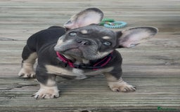 French Bulldog dogs for sale: French bulldog gorgeous girl - Image 3
