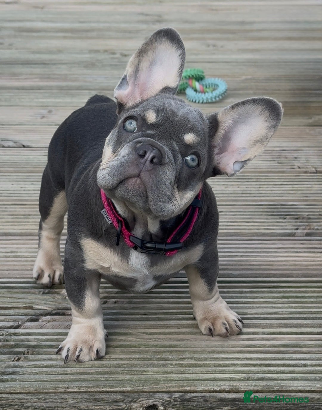 French Bulldog dogs for sale: French bulldog gorgeous girl - Image 3