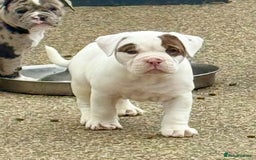 Olde English Bulldogge dogs for sale: Olde English Bulldogge puppies - Image 8
