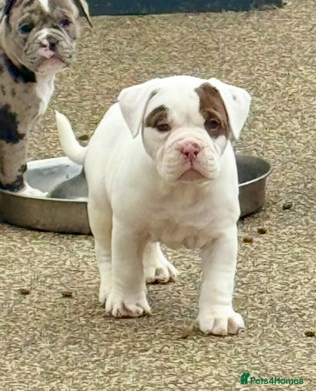 Olde English Bulldogge dogs for sale: Olde English Bulldogge puppies - Image 8