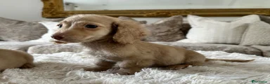 Miniature Dachshund 2