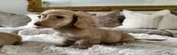 Miniature Dachshund dogs for sale: 👑✨MINI LONG HAIRED CREAMS✨👑 KC ✨ HEALTH TESTED ✨ - Advert 19