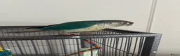 Conures birds for sale: X2 conures for sale - Advert 5