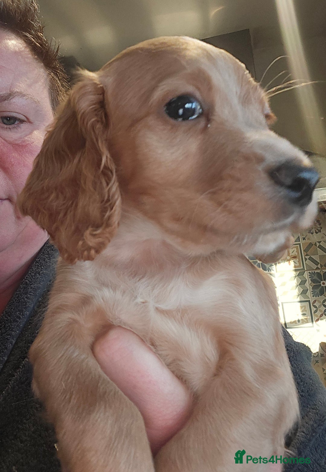 Cocker Spaniel dogs for sale: KC REGISTERED COCKER SPANIEL WORKING LINE PUPS  - Image 3