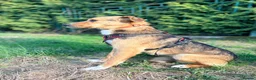 Mixed Breed dogs for adoption: ❤️🐶 STELLA – SHE BUILDS HER WORLD AROUND YOU in Burton-on-Trent - Advert 7