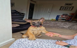 Belgian Shepherd Dog dogs for sale: Belgian malinois - Image 3