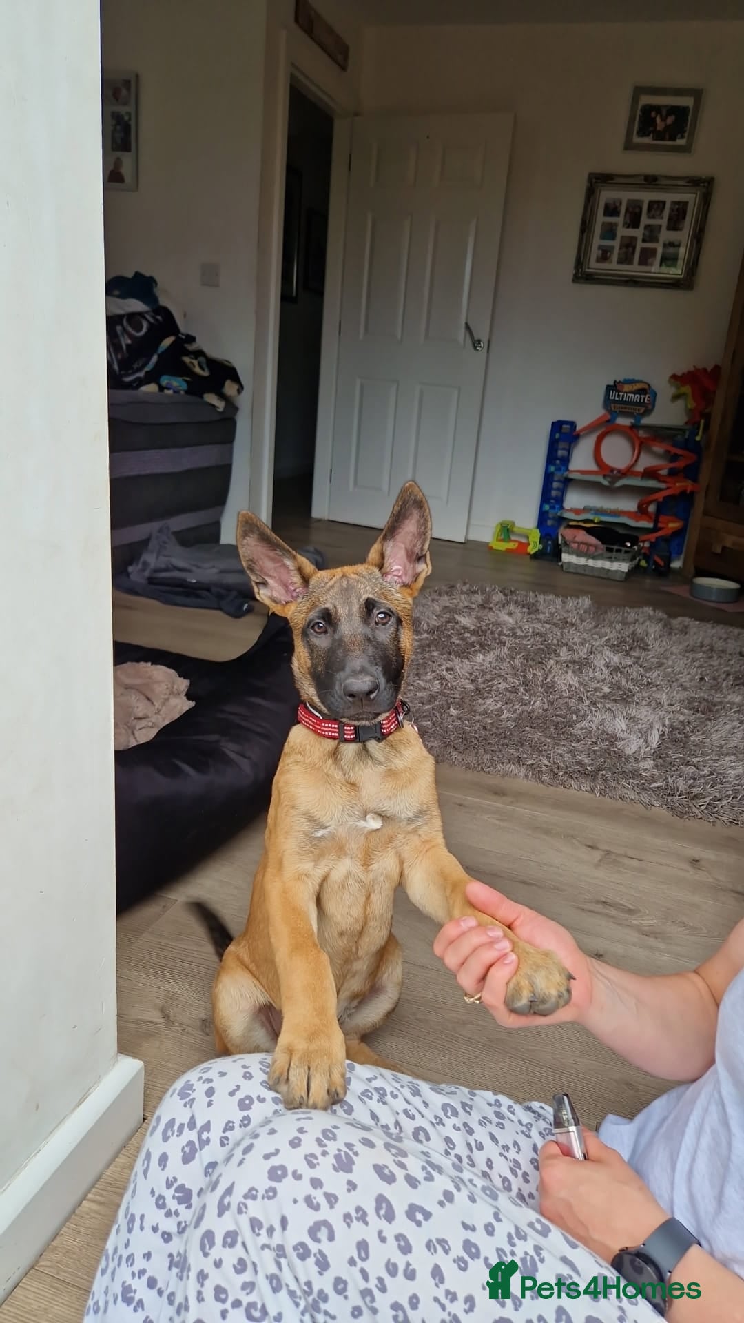Belgian Shepherd Dog dogs for sale: Belgian malinois - Image 3