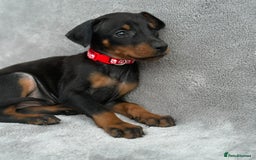 Dobermann dogs for sale: Kc Reg.European Blood lines Doberman Puppies - Image 21
