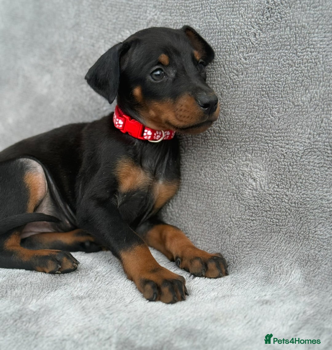 Dobermann dogs for sale: Kc Reg.European Blood lines Doberman Puppies - Image 21