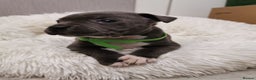 Staffordshire Bull Terrier dogs for sale: Staffordshire Bull Terrier puppies for sale  - Advert 33
