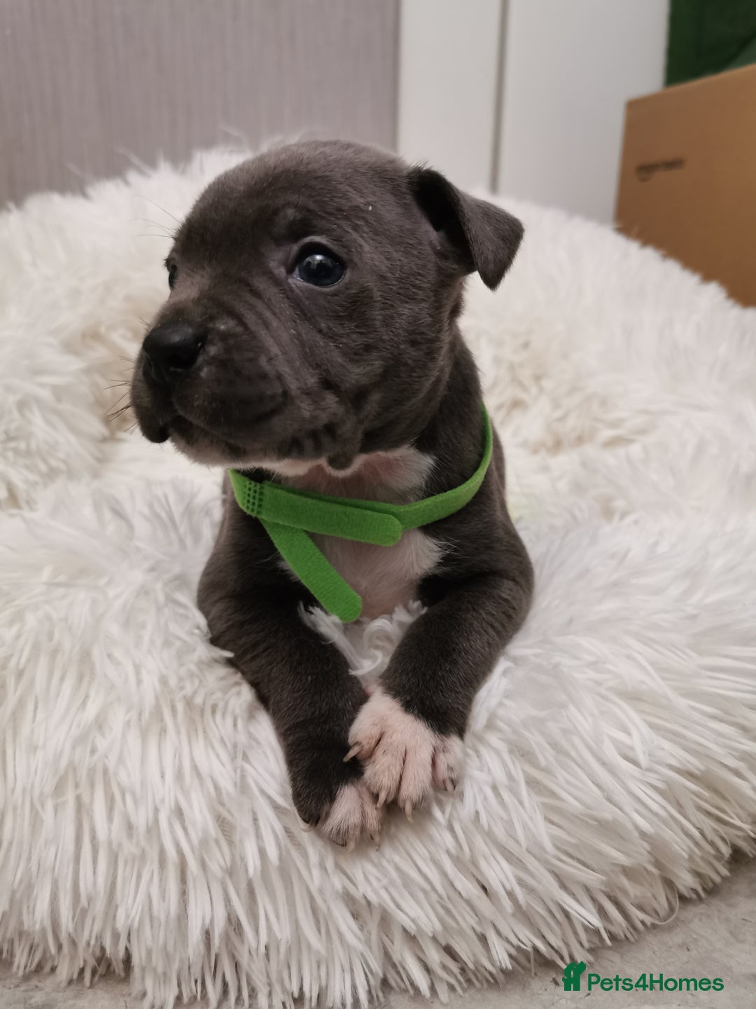 Staffordshire Bull Terrier dogs for sale: Staffordshire Bull Terrier puppies for sale  - Advert 33
