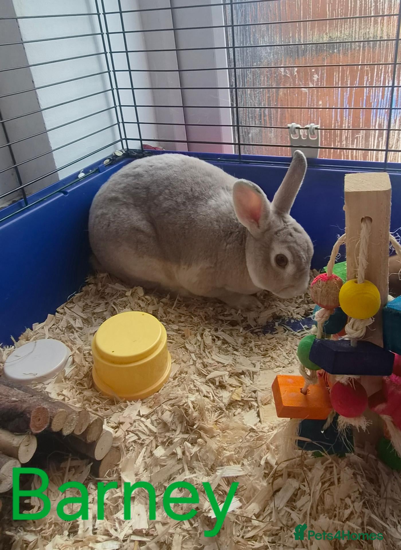 Mixed Breed rabbits Rabbits and guinea pigs  - Advert 1