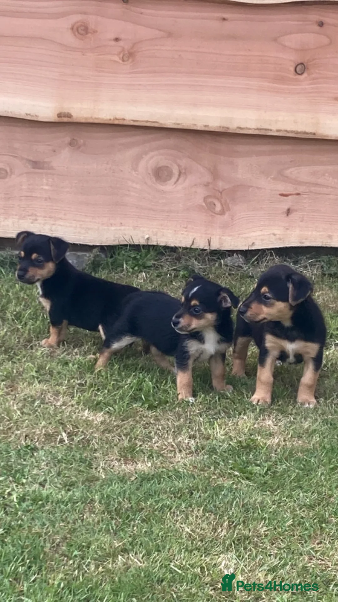 Jack Russell dogs for sale: Miniture Jack russell - Advert 2