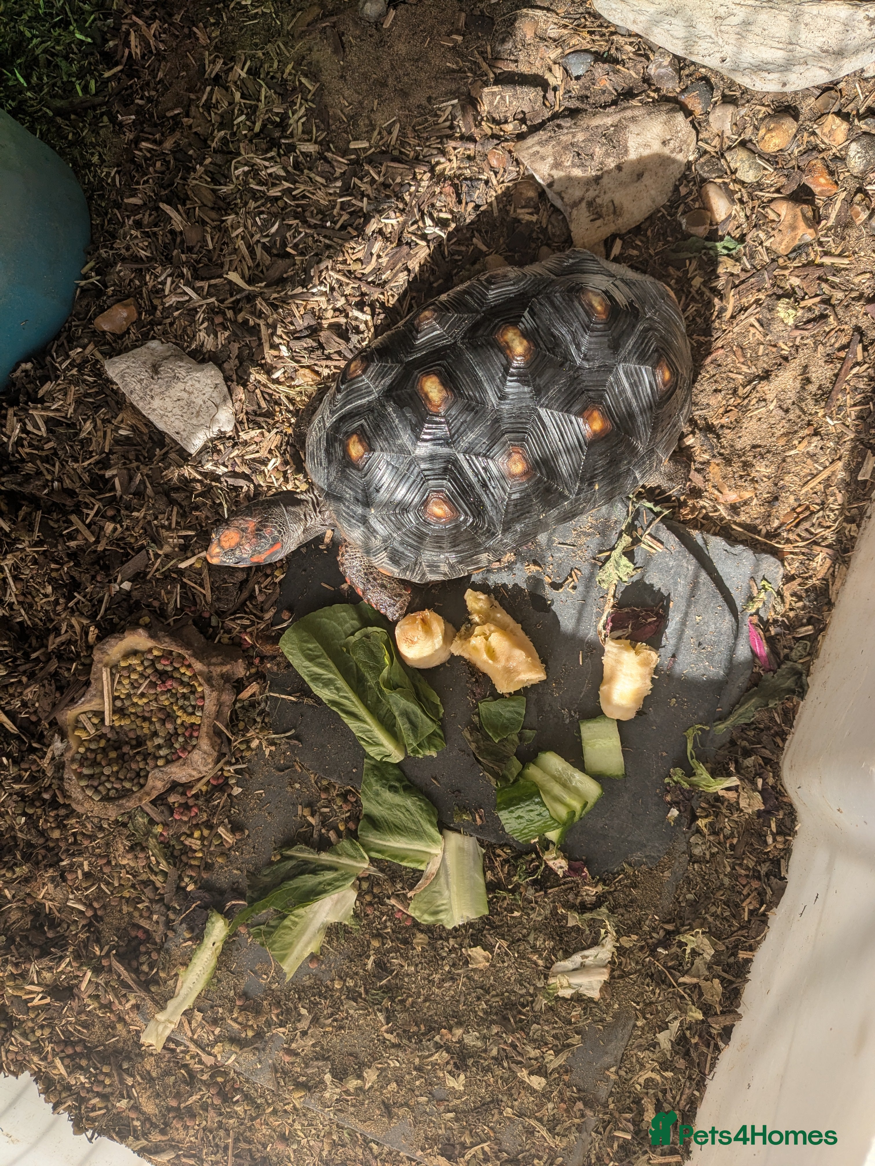 Tortoise reptiles Mediterranean Red Foot tortoise  - Advert 2