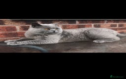 British Shorthair cats for stud: ⭐️ BIG BLUE STUD GCCF TICA EAST MIDLANDS  in Derby - Image 7