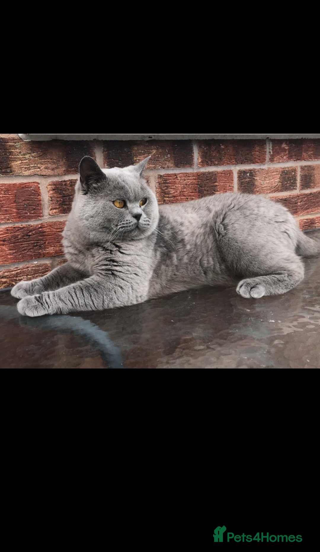 British Shorthair cats for stud: ⭐️ BIG BLUE STUD GCCF TICA EAST MIDLANDS  in Derby - Image 7