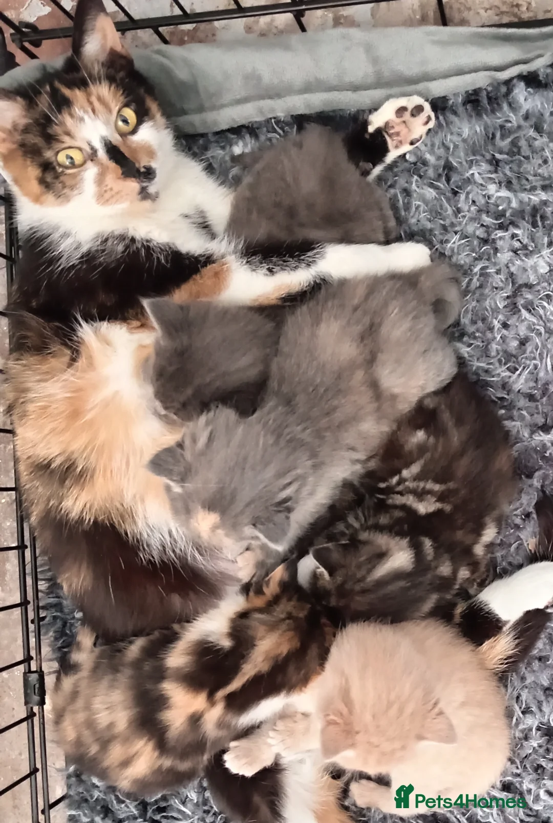 Mixed Breed cats for sale: 2 beautiful female kittens  - Advert 3