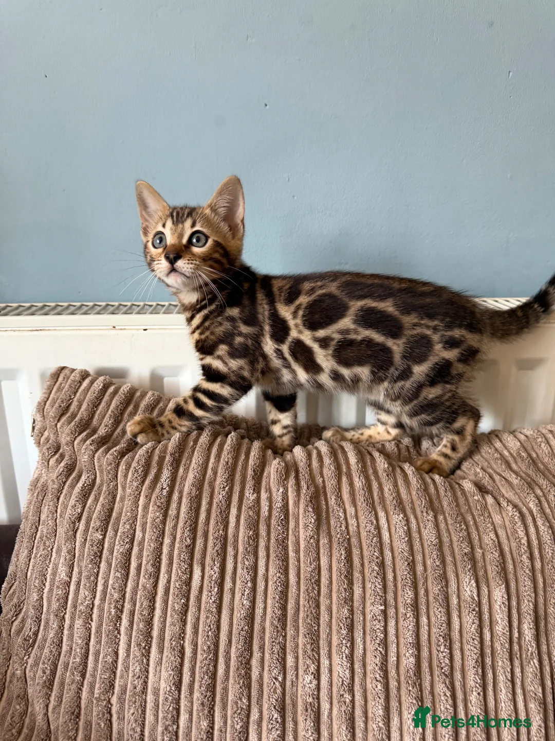 Bengal cats for sale: TICA Bengal kittens available.  - Advert 1