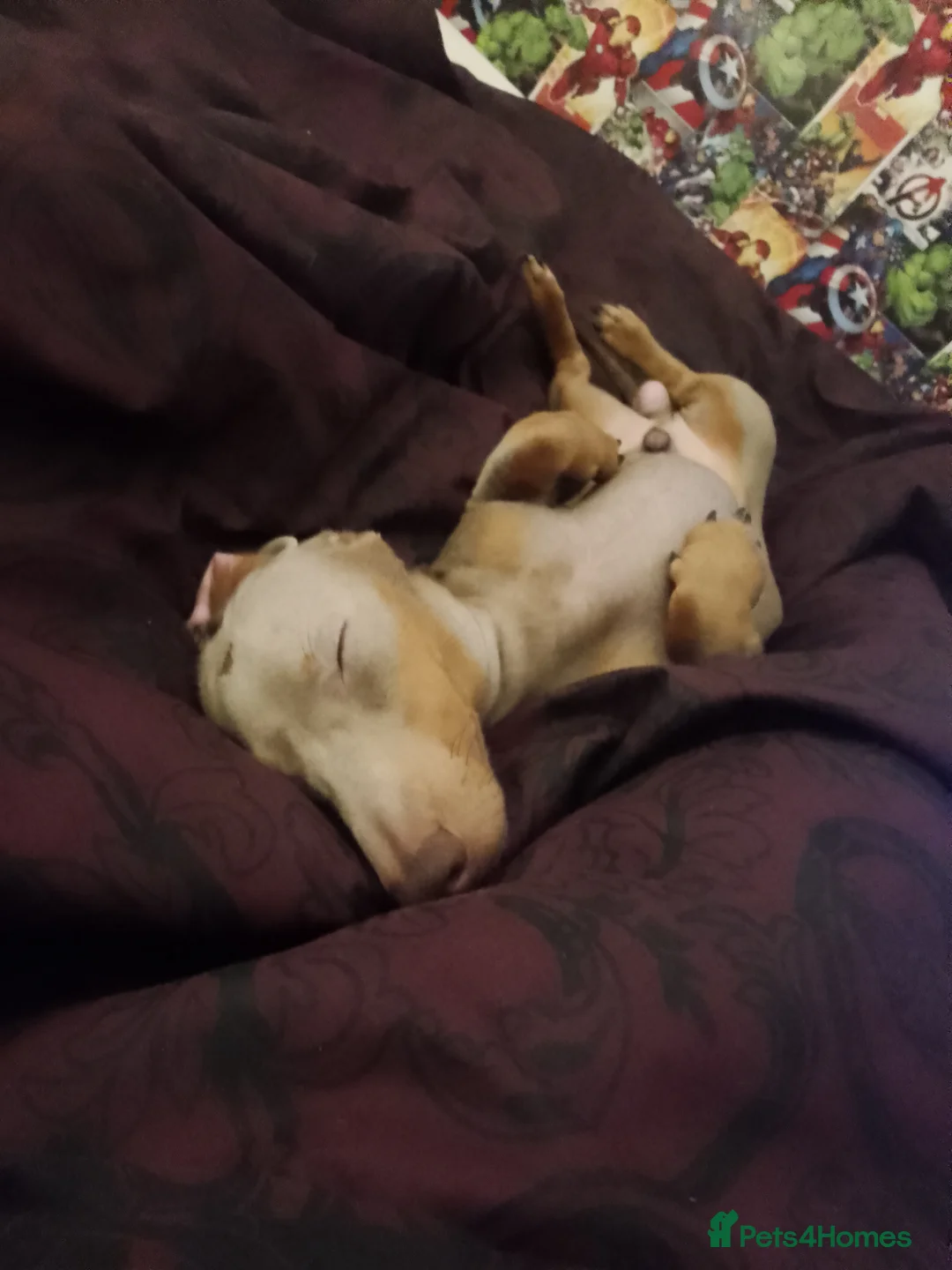 Miniature Dachshund dogs for sale: Mini dachshund - Advert 12