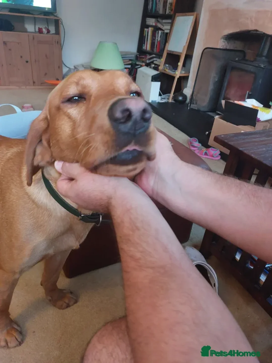 Labrador Retriever dogs for stud: Stud. Dexter, 3. KC registered - Advert 15