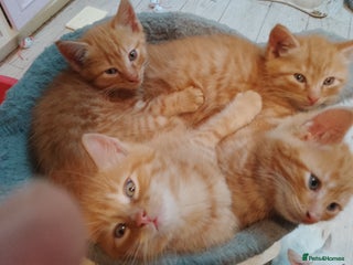 Mixed Breed cats Adorable ginger kittens - Advert 3