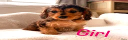 Cockapoo dogs for sale: Gorgeous F1 cockapoo puppies  - Advert 8