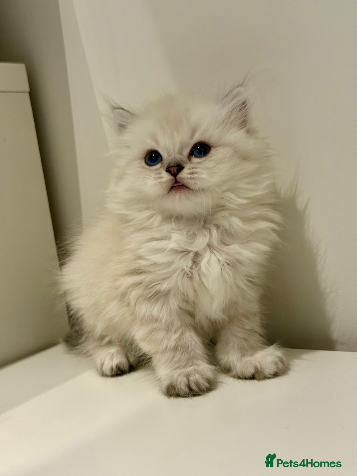 Mixed Breed cats Ragdoll x Highland Fold - Advert 1